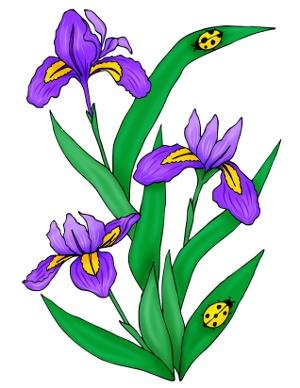 colorful iris flower design