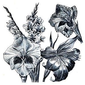gladiolus design