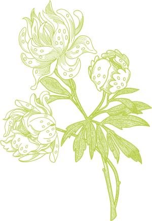 peony design