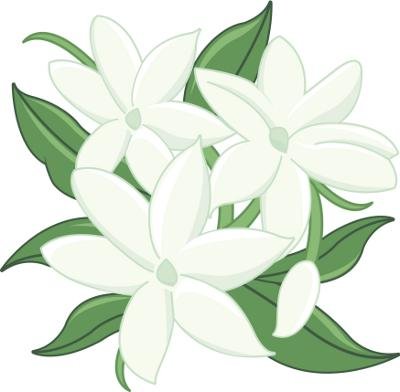 white jasmine flower design