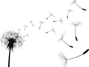 Black Dandelion