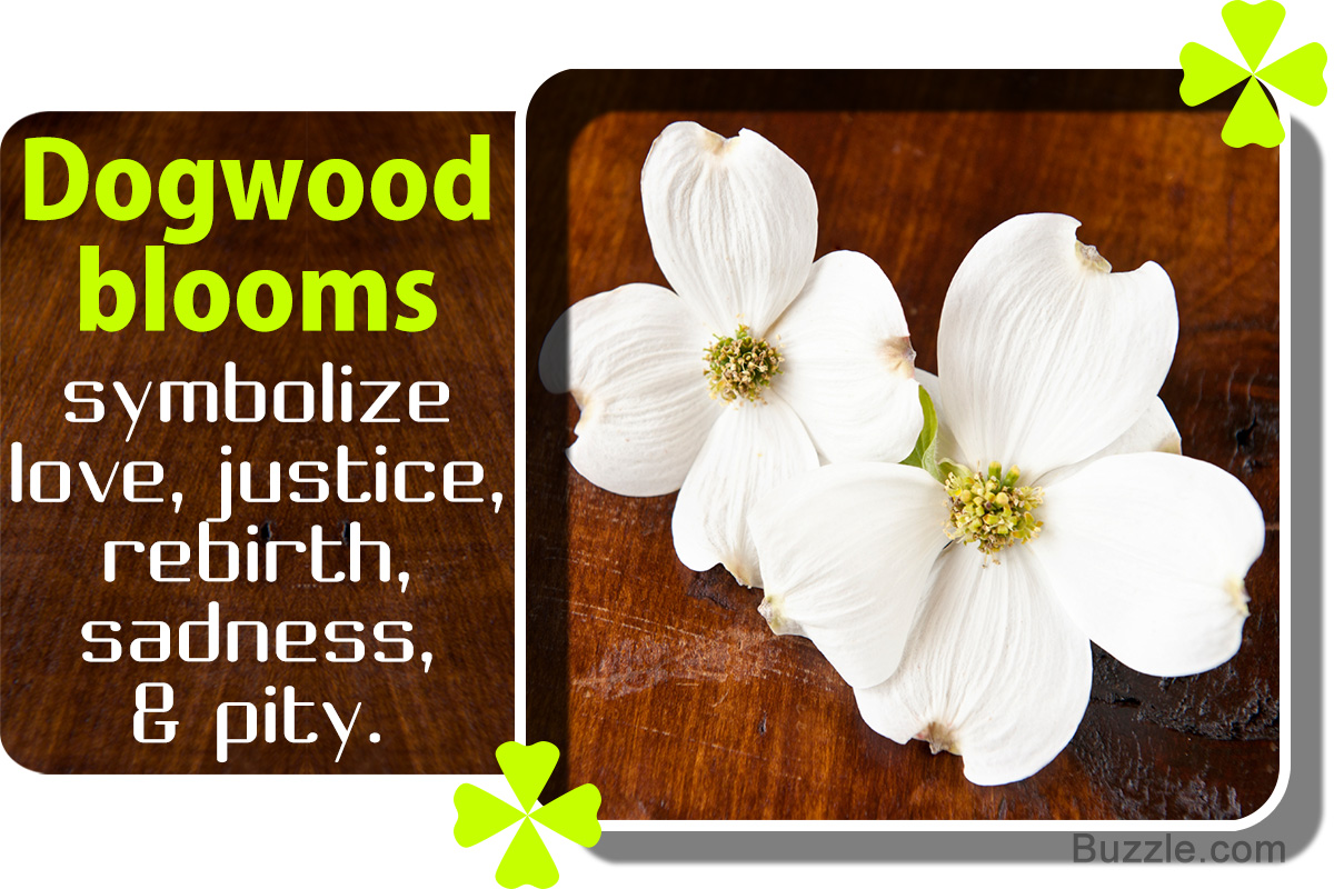 Dogwood Branch Flowers Cornus Florida Line Stock Vector Royalty Free  1886167090  Shutterstock